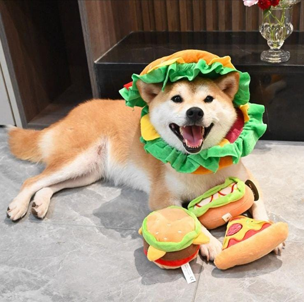 Anjing lucu memakai baju boutique Pet Gallery